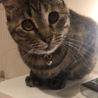Tekir Kedi, Kedi  Uzüm fotoğrafı