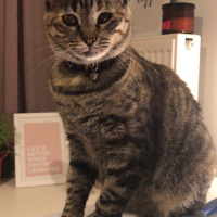 Tekir Kedi, Kedi  Uzüm fotoğrafı
