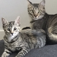 Tekir Kedi, Kedi  Uzüm fotoğrafı