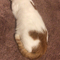 Sarman, Kedi  Salep fotoğrafı