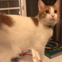 Sarman, Kedi  Salep fotoğrafı