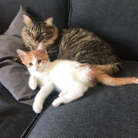 Sarman, Kedi  Salep fotoğrafı