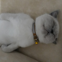 British Shorthair, Kedi  Çakıl fotoğrafı