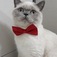 British Shorthair, Kedi  Çakıl fotoğrafı