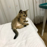 British Shorthair, Kedi  Pumpkin fotoğrafı