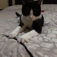 Tekir Kedi, Kedi  Ayaz fotoğrafı