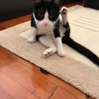 Tekir Kedi, Kedi  Ayaz fotoğrafı