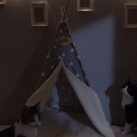 Tekir Kedi, Kedi  Ayaz fotoğrafı