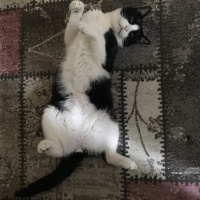 Tekir Kedi, Kedi  Ayaz fotoğrafı