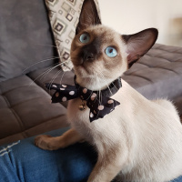 Siyam Kedisi, Kedi  Mercury fotoğrafı