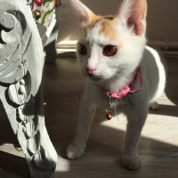 Tekir Kedi, Kedi  Venüs fotoğrafı