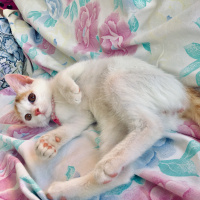Tekir Kedi, Kedi  Venüs fotoğrafı