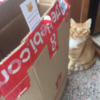 Sarman, Kedi  Porti fotoğrafı