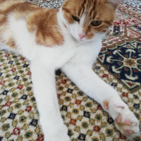 Tekir Kedi, Kedi  Boncuk fotoğrafı