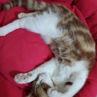 Tekir Kedi, Kedi  Boncuk fotoğrafı