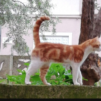Tekir Kedi, Kedi  Boncuk fotoğrafı