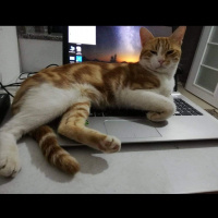 Tekir Kedi, Kedi  Boncuk fotoğrafı