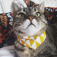 Tekir Kedi, Kedi  Rocky fotoğrafı
