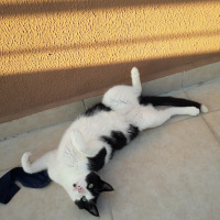 Tekir Kedi, Kedi  Rocky fotoğrafı