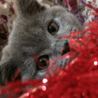 British Shorthair, Kedi  Mia fotoğrafı