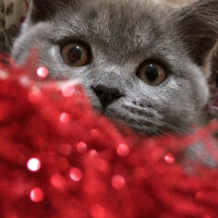 British Shorthair, Kedi  Mia fotoğrafı