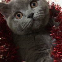 British Shorthair, Kedi  Mia fotoğrafı