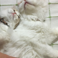 Chinchilla, Kedi  Mia ve bella fotoğrafı