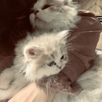Chinchilla, Kedi  Mia ve bella fotoğrafı