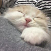 Chinchilla, Kedi  Mia ve bella fotoğrafı