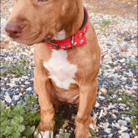 Amerikan Pitbull Terrier, Köpek  Achille fotoğrafı