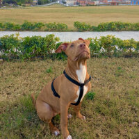 Amerikan Pitbull Terrier, Köpek  Achille fotoğrafı