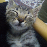 Tekir Kedi, Kedi  Minnoş fotoğrafı