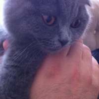 Scottish Fold, Kedi  Paşa fotoğrafı