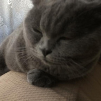 Scottish Fold, Kedi  Paşa fotoğrafı