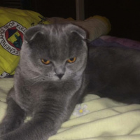 Scottish Fold, Kedi  Paşa fotoğrafı
