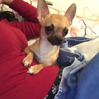 Chihuahua, Köpek  RİKA fotoğrafı