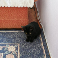 Tekir Kedi, Kedi  Zeytin fotoğrafı