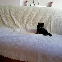 Tekir Kedi, Kedi  Zeytin fotoğrafı