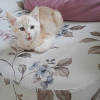 Sarman, Kedi  Güneş fotoğrafı