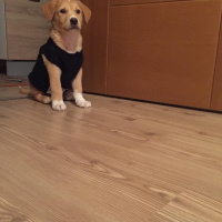 Golden Retriever, Köpek  Sumrf fotoğrafı