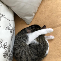 Scottish Fold, Kedi  Balım fotoğrafı