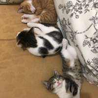 Scottish Fold, Kedi  Balım fotoğrafı