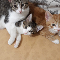 Scottish Fold, Kedi  Balım fotoğrafı