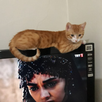 Scottish Fold, Kedi  Balım fotoğrafı