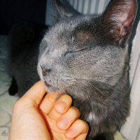 Scottish Fold, Kedi  Balım fotoğrafı