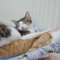 Scottish Fold, Kedi  Balım fotoğrafı