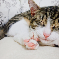 Scottish Fold, Kedi  Balım fotoğrafı