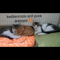 Scottish Fold, Kedi  Balım fotoğrafı