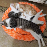 Scottish Fold, Kedi  Balım fotoğrafı