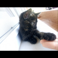 Scottish Fold, Kedi  Balım fotoğrafı